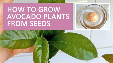 How To Grow Avocado From Seed Germinating Avocado Seeds My Avocado