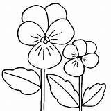 Flower Coloring Viola Pansy Flowers Pages Color Online Printable Thecolor Colouring Getcolorings Kids Colorings Letter Embroidery Patterns sketch template
