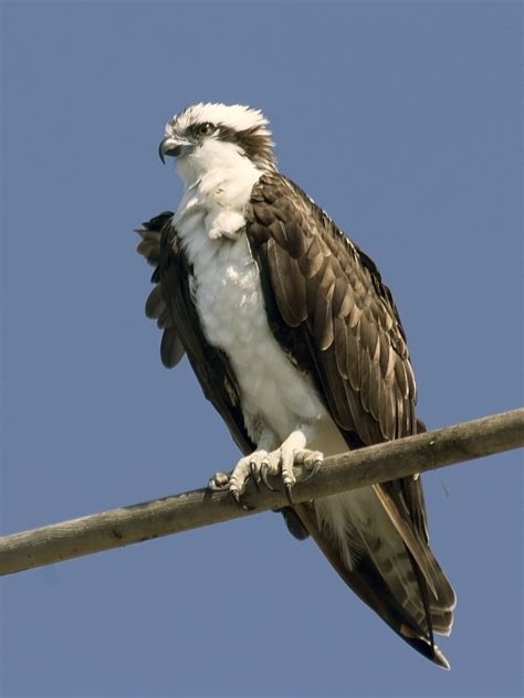 fileosprey mg jpg wikipedia