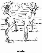 Coloring Pages Gazelle Chile Sydney Gazelles Getcolorings sketch template