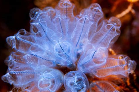 gorgonian giant sea fan obrazy zdjęcia i ilustracje istock