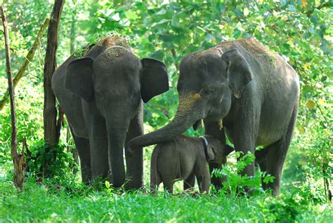 sumatran elephant  leuser ecosystem leuser conservation forum