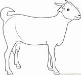 Goat Coloring Indian Pages Coloringpages101 Online Goats Kids sketch template