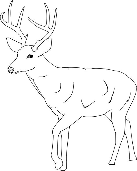 printable deer coloring pages coloringmecom