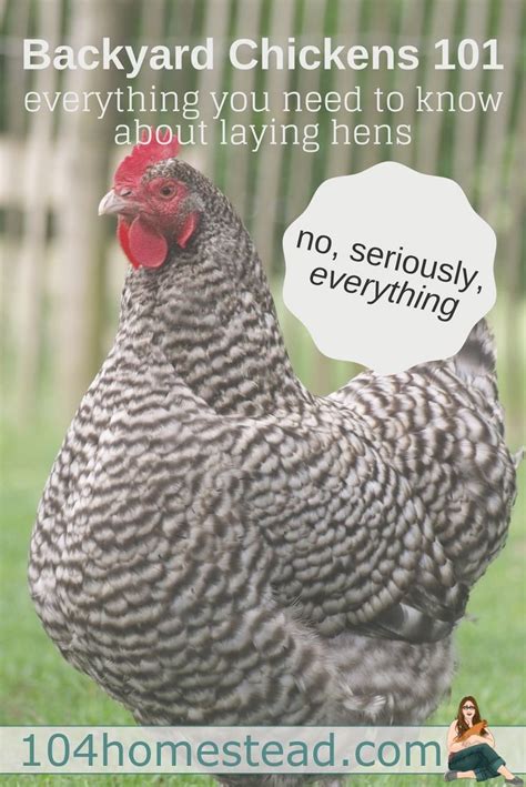 how to care for laying hens a beginner s guide to everything artofit
