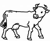 Cow Outline Coloring Dairy Pages Drawing Netart Clipart Clip Getdrawings Clipartmag sketch template