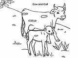 Cow Calf Coloring Pages Dairy Netart Drawing Getdrawings sketch template