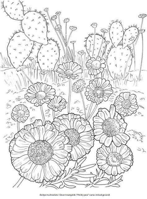 desert blooms coloring pages   love coloring pages coloring