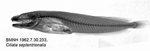 Afbeeldingsresultaten voor "ciliata Septentrionalis". Grootte: 294 x 100. Bron: www.gbif.org