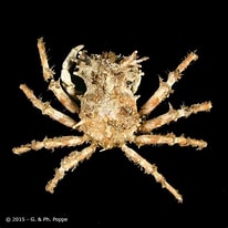 Afbeeldingsresultaten voor "criocarcinus Superciliosus". Grootte: 206 x 206. Bron: www.crustaceology.com
