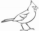 Cardinal Outline Robin Birds Webstockreview Clipground sketch template