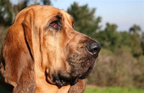 breeds  hound dogs prudent pet insurance