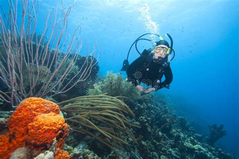 scuba diver swimming  coral reef stock photo image  leisure horizontal
