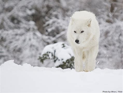 interesting facts  arctic wolves  fun facts
