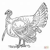 Turkey Coloring Drawing Pages Printable Wild Draw Kids Outline Step Supercoloring Realistic Drawings Turkeys Color Bird Birds Pencil Thanksgiving Hunting sketch template