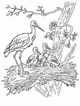 Stork Coloring Designlooter sketch template