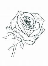 Coloring Rose Colornimbus Roses Printable sketch template