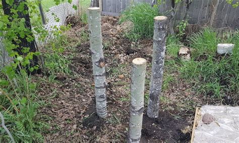 grow mushrooms  logs  stumps  plug spawn freshcap