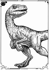 Jurassic Raptor sketch template