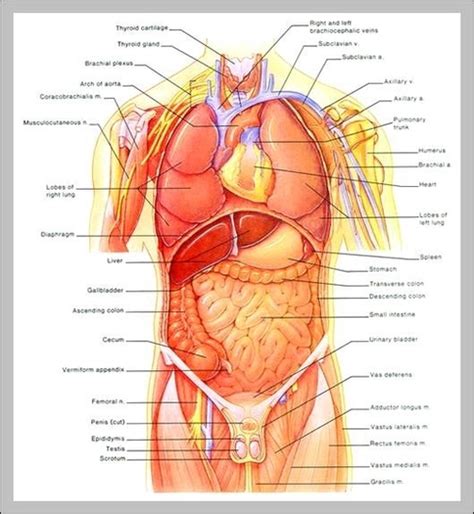 internal organs diagram anatomy system human body anatomy diagram  chart images