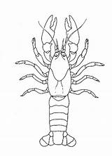 Drawing Crawfish Coloring Pages Crayfish Getdrawings sketch template