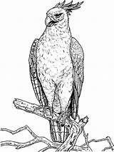 Coloring Pages Hawk Hawks Birds Color Printable Atlanta Bird Recommended sketch template