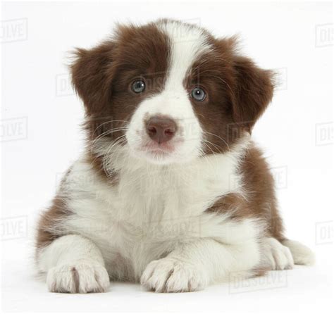 border collie puppies brown image bleumoonproductions