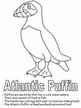 Puffin Coloring Newfoundland Drawing Pages Getdrawings Clipart Atlantic Canada Map Line Flag Canadian sketch template