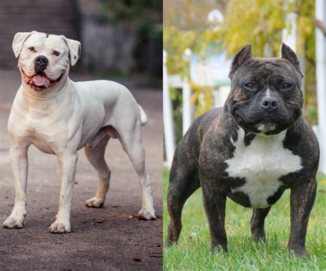 american bully  american bulldog    differences inkopious
