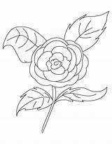 Camellia Coloring Rose sketch template