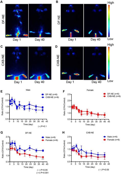sex differences revealed in a mouse cfa inflammation model with macrophage targeted nanotheranostics