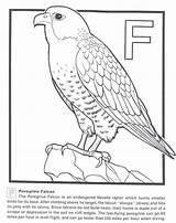 Peregrine Draw Prairie Falcons Designlooter sketch template