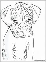 Boxer Pages Puppy Coloring Color Adults Kids sketch template
