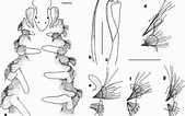 Afbeeldingsresultaten voor "spio Goniocephala". Grootte: 169 x 106. Bron: www.researchgate.net