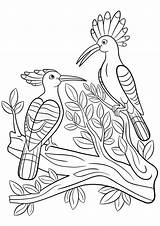 Hoopoes Tree sketch template