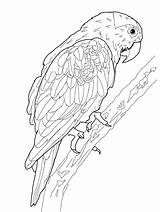 Parrot Coloring Pages Printable Kids Bird Drawing Parrots Print Bestcoloringpagesforkids Drawings sketch template
