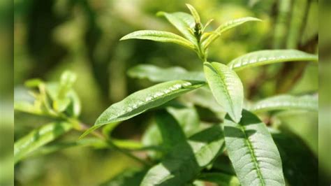 ¿qué plantas medicinales consumir para combatir males respiratorios
