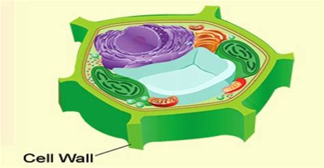 cell wall assignment point