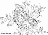 Swallowtail Coloring sketch template