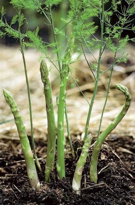 asparagus seeds  etsy