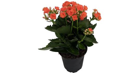 Kalanchoe Best Indoor Flower Plants For Beginners