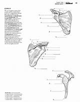 Anatomy Kaplan Anatomie sketch template