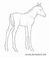Foal Coloring Lineart Cerona Yearling Sketch sketch template
