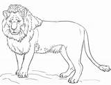 Lion Standing Coloring Printable Pages Description sketch template