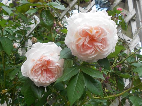 david austin rose shropshire lad david austin roses austin rose rose