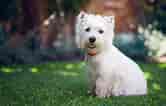Billedresultat for West Highland White Terrier. størrelse: 166 x 106. Kilde: www.thesprucepets.com