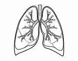 Lungs Bronchi Coloring Coloringcrew Book sketch template