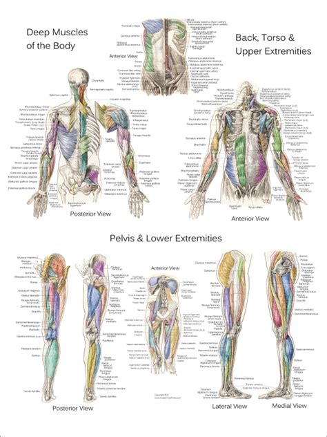 anterior muscles   body labeled labeled posterior thigh muscles