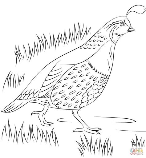quail pictures coloring pages quail coloring pages waldo harvey