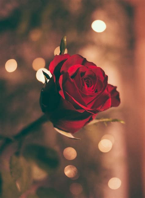 350 red rose images [hq] download free pictures on unsplash